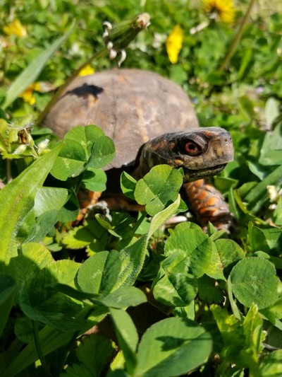 This is a picture of a box turtle. The picture was taken in my yard.